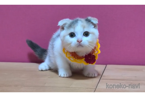 成約済の東京都のスコティッシュフォールド(折れ耳)-96320の5枚目